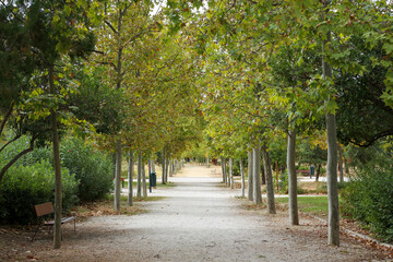 A path between autumn trees that form a corridor of colorful leaves on a ground full of dry leaves in a park in the city of Madrid.