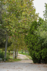 A path between autumn trees that form a corridor of colorful leaves on a ground full of dry leaves in a park in the city of Madrid.