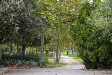A path between autumn trees that form a corridor of colorful leaves on a ground full of dry leaves in a park in the city of Madrid.