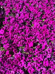 Fototapeta premium Purple flowers on the ground