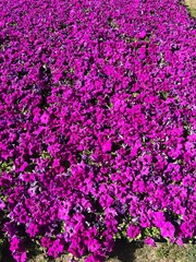 Obraz premium Purple flowers on the ground