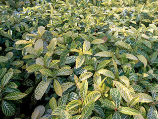 green leaves background