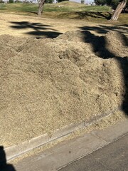 Pile of grass clippings