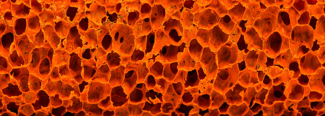 Schwammporen © blende11.photo