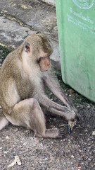 An Inquisitive Monkey is Actively Exploring a Waste Bin in a Bustling Urban Environment Hua Hin Thailand