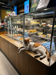 Cat lying on a wooden counter near a food display in a cafe. Used in food, retail, lifestyle, and animal-related materials.