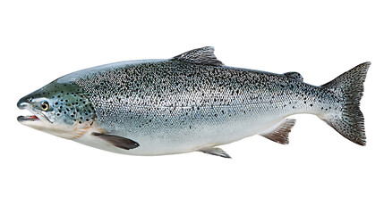 Atlantic salmon isolated on a white background