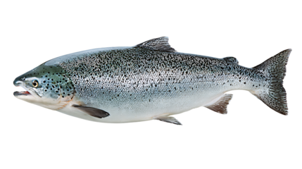Atlantic salmon isolated on a white background