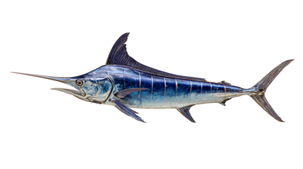swordfish isolated on a white background