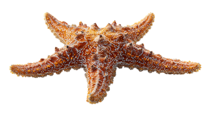 starfish isolated on a white background