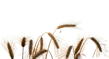 Obraz premium Abstract Bamboo Sketches — Minimalistic Natural Line Art