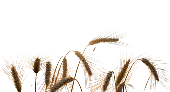 Abstract Bamboo Sketches — Minimalistic Natural Line Art