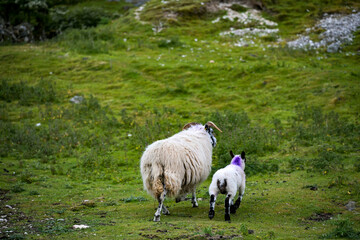 Schafe in typischer Landschaft  in Nordirland