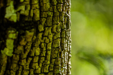 Detalhe de tronco rugoso de uma árvore, nítido em primeiro plano com fundo desfocado.