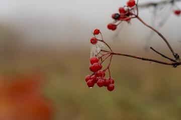A bunch of viburnum after the rain