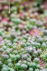 Spanish sedum in dew