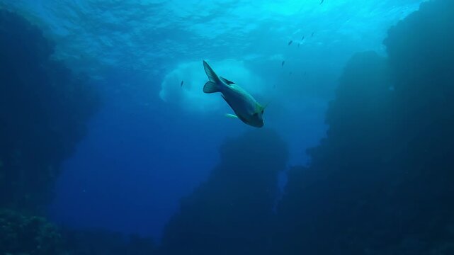 Bottom view, silhouette of Yellowlip Emperor swims at depths between freestanding coral pillars, in turquoise water surface with diving boats background in backlit (Contre-jour), Slow motion