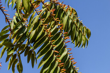 Close up em folhas de Xylopia aromatica com céu azul ao fundo.