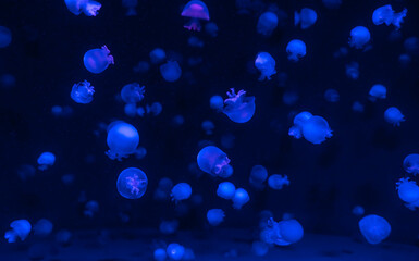 日本の京都にある京都水族館のクラゲ