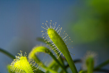 Detalhe em close up de folhas de Drosera Capensis Alba (Planta Carnívora). Nitidez em primeiro...
