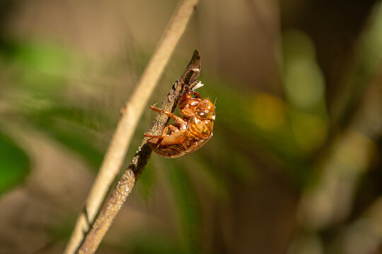 Uma ex&uacute;via pedurada no galho seco com fundo desfocado.