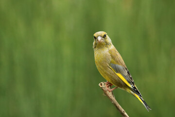 Grünfink auf einem Ast