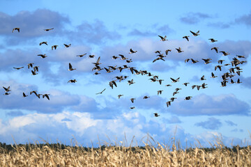 viele Wildgänse fliegen über ein Rapsfeld unter blauem Himmel und weißen Wolken