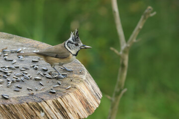 Haubenmeise mit Sonnenblumenkern im Schnabel
