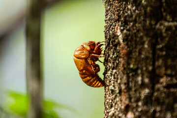 Uma exúvia de perfil, colada no tronco de uma árvore com fundo verde desfocado.
