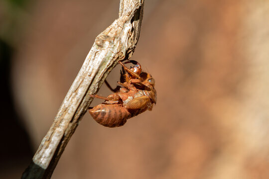 Uma ex&uacute;via pedurada no galho seco com fundo desfocado.