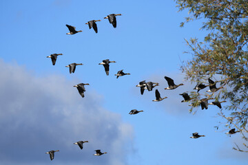 Wildgänse im Flug unter blauem Himmel