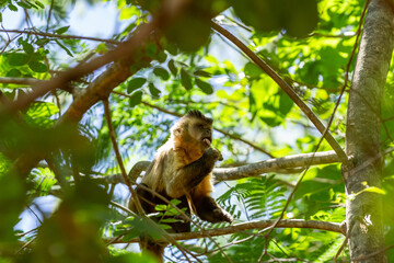 Um macaquinho empoleirado em um galho de árvore comendo algum fruto.