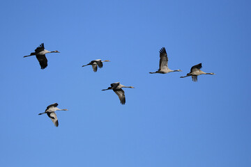 Kraniche im Flug vor blauem Himmel