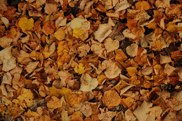 Carpet of yellow and brown fallen leaves covering the ground in autumn forest of Fruska Gora National Park Serbia