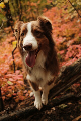 Red tricolor Australian Shepherd dog standing on a fallen tree branch surrounded by colorful autumn leaves in Fruska Gora National Park Serbia
