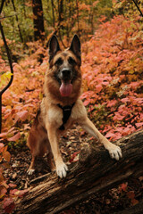 German Shepherd dog standing with front paws on fallen tree trunk surrounded by red autumn leaves in Fruska Gora National Park Serbia