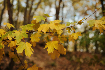 Yellow and green autumn leaves on tree branches in Fruska Gora National Park Serbia with blurred forest background