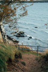 tree on the baltic sea