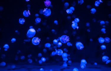 日本の京都にある京都水族館のクラゲ