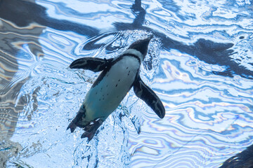 日本の京都にある京都水族館のペンギン © 聖登志 吉本