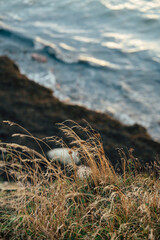 grass on the shore