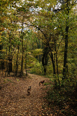 German and Australian Shepherd dogs walking on forest path covered with autumn leaves in Fruska Gora Serbia. Rear view. Hiking with pets concept