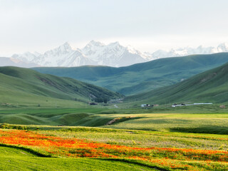 Field of bright red poppies and green hills contrasting with the sharp, snow-covered peaks of the Tien Shan mountains in the background