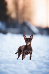 small russian toy dog posing outdoors in winter