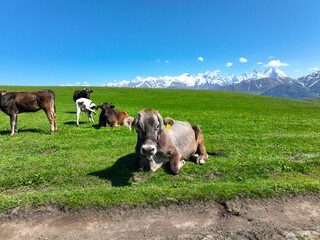 Herd of cattle, including cows and calves, resting and grazing on a bright green meadow with a backdrop of snow-capped mountains under a clear blue sky