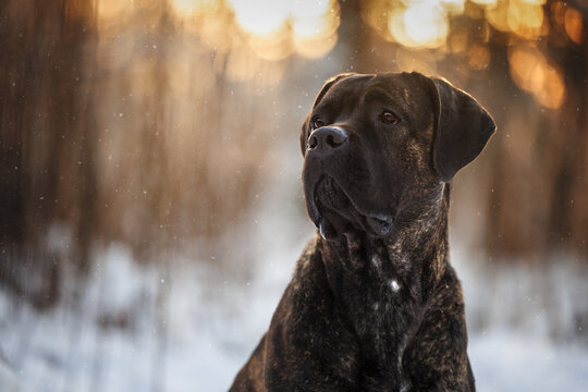 beautiful brindle cane corso dog porrait at sunset