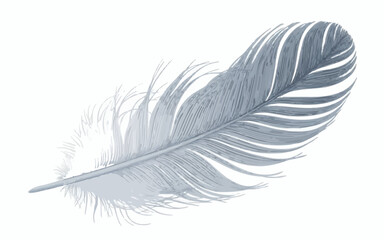 Simple vector illustration of  a delicate light gray feather with intricate barbs isolated on a white background showing fine details . silhouette