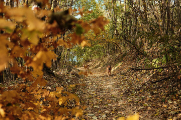 German and Australian Shepherd dogs walking on leaf-covered trail in autumn forest of Fruska Gora National Park Serbia. Hiking with pets concept