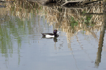 Tufted Duck Swimming in Calm Water with Reflection and Reeds