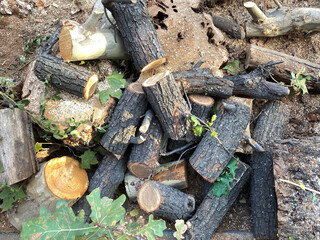 Stack of firewood in autumn